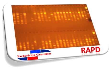 Earthworm Rapd Dna Fingerprinting - Rapd (499x303), Png Download