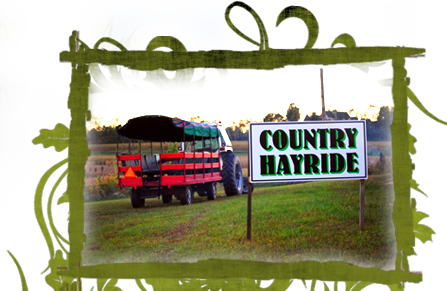 Grass (447x291), Png Download