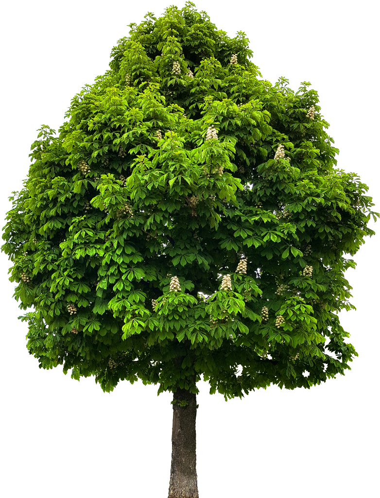 Preview - Horse Chestnut Tree Png (1024x1024), Png Download