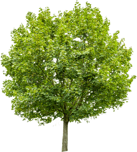 Arbre - Die Schönsten Baumbilder Und Bank (460x509), Png Download