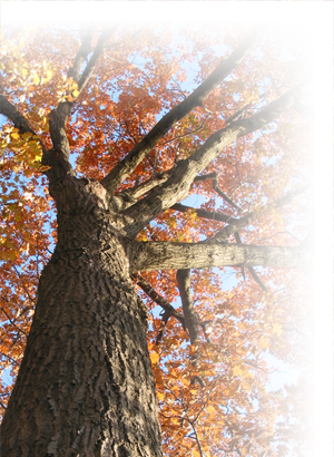 Tree - Redwood (300x410), Png Download