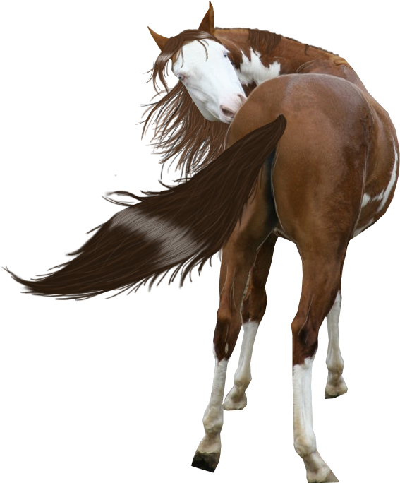 Free Download Painted Horse Png Clipart American Paint - Real Paint Horse Transparent (578x712), Png Download