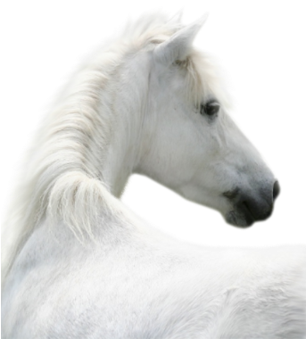 Hs-12 - Horse (342x400), Png Download