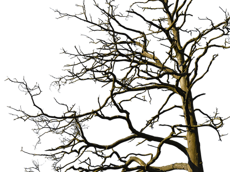 Scalable Vector Graphics (454x340), Png Download