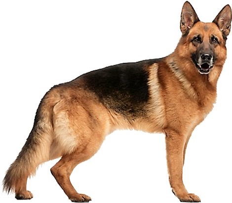 Pgsdc Looking Forward - Healthy German Shepherd (564x418), Png Download