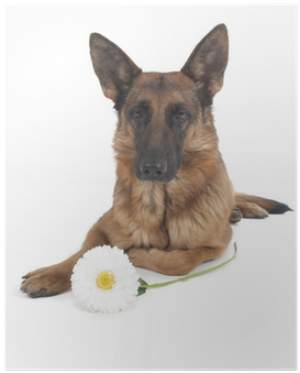 German Shepherd (400x400), Png Download