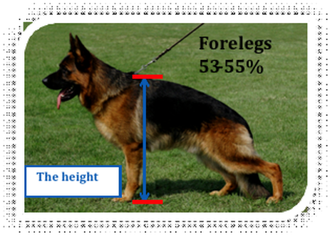 German Shepherd Max Height (481x389), Png Download