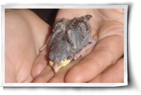 She - Phoenix Bird Is Alive (500x344), Png Download