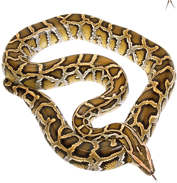 Cobra Snake Png - Snakes (500x441), Png Download