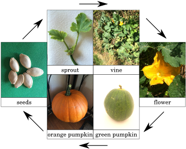 Pumpkin Life Cycle (396x306), Png Download