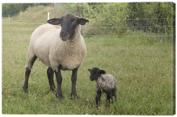 Baby Sheep (400x400), Png Download