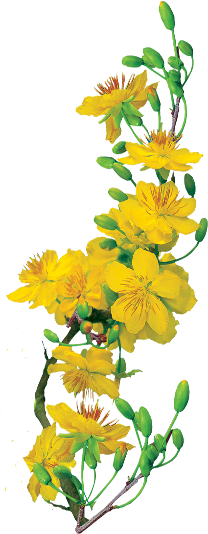 Hoa Mai Png Download - Xuan Giap Ngo 2014 (424x1100), Png Download