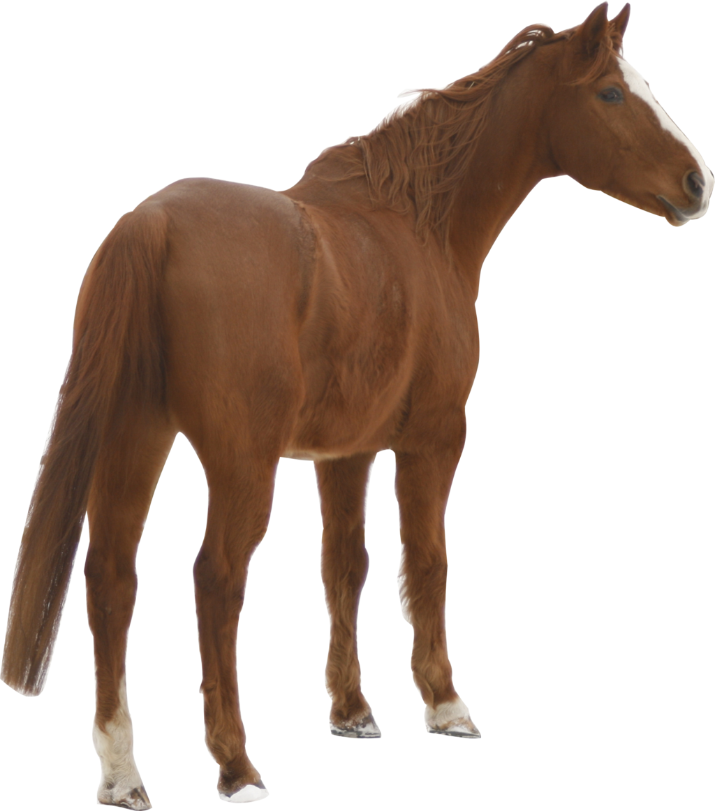 Chestnut Warmblood Precut Png By Nexu4 Chestnut Warmblood - Domestic Animals Images Png (1024x1161), Png Download
