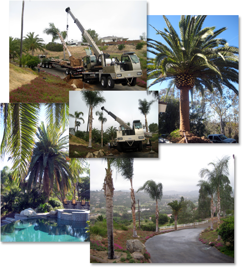 Clockwise From Top - Attalea Speciosa (500x573), Png Download