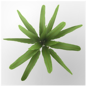 Top View Of Wild Banana Palm Tree Isolated On White - Banana Palm Tree Png Top View (400x400), Png Download