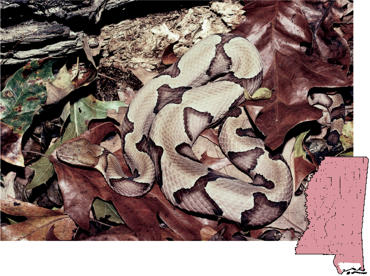 Copperhead Agkistrodon - Northern Copperhead (1434x1073), Png Download