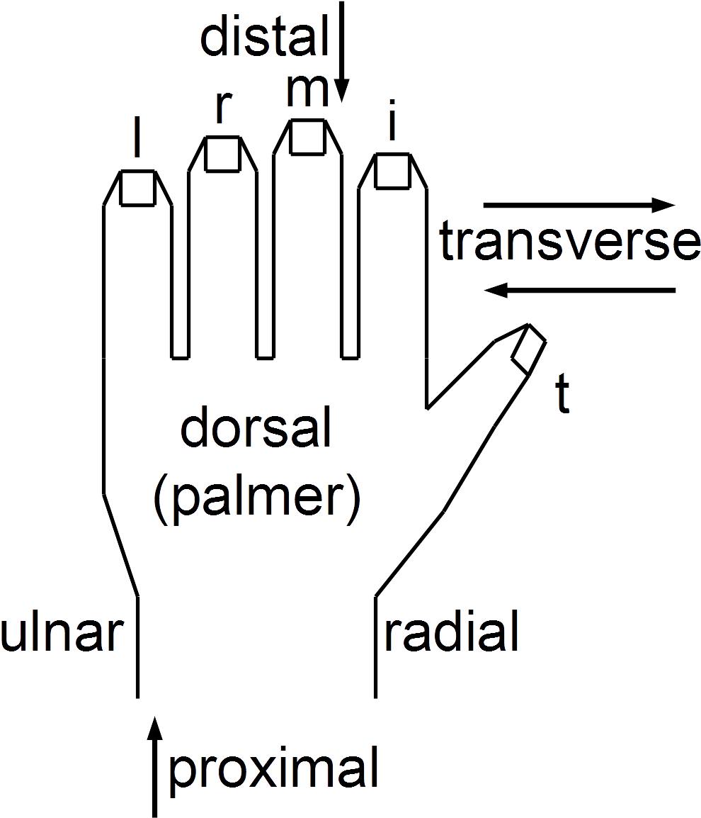 Anatomical String Figure Locations, Left Hand - Wikimedia Commons (1032x1160), Png Download