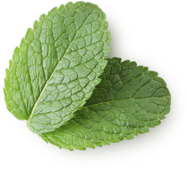 Mint Extract - Iceberg Μαρουλι (410x410), Png Download