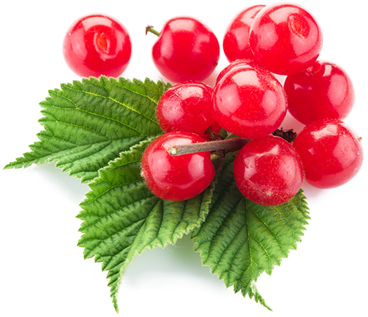 Seedlings Vary From Source To Source In Taste, Fruit - Nanking Cherry (690x460), Png Download