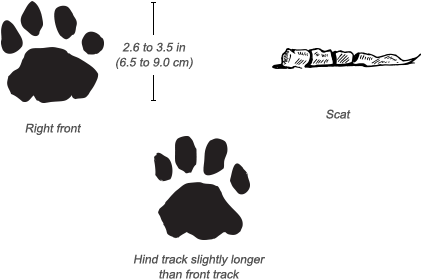 Leopard Tracks - Size Of Leopard Tracks (484x326), Png Download