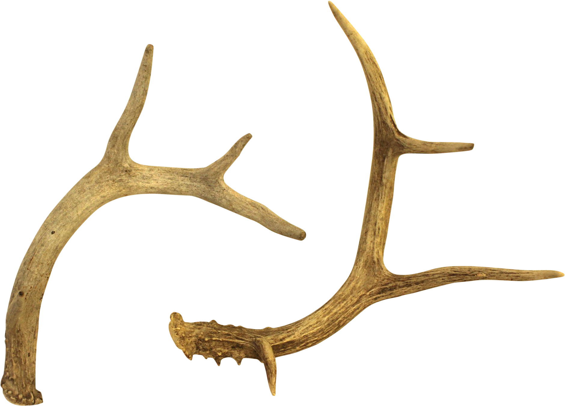 Clipart Free White Tailed Deer Chairish - Deer (2088x1501), Png Download