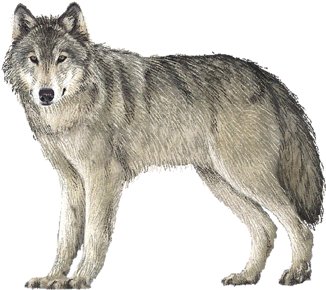 Wolf - Wolf Png Full Hd (350x350), Png Download