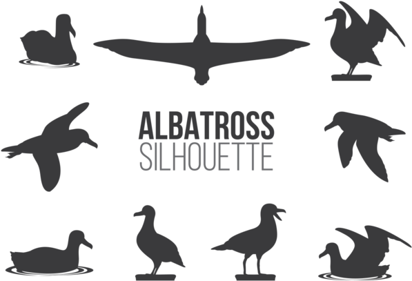 Albatros Sillhaouttes Vector - Albatros Vector (700x490), Png Download