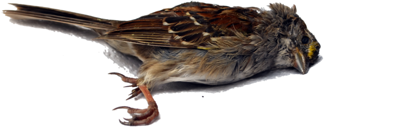 Dead Bird Png Stock Single 4589 By Annamae22 Pluspng - Death Bird Png (1098x727), Png Download