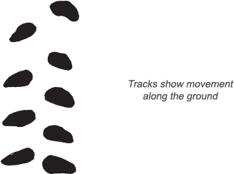 Leopard Tortoise Tracks - Tortoise Tracks (484x326), Png Download