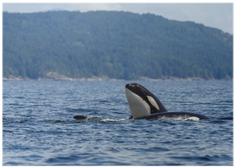 Killer Whale (400x400), Png Download