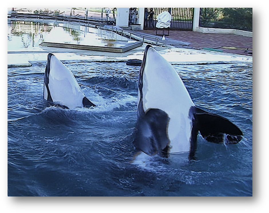 Two Of The Experimental Subjects - News (953x757), Png Download