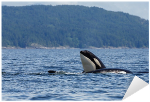 Killer Whale (400x400), Png Download