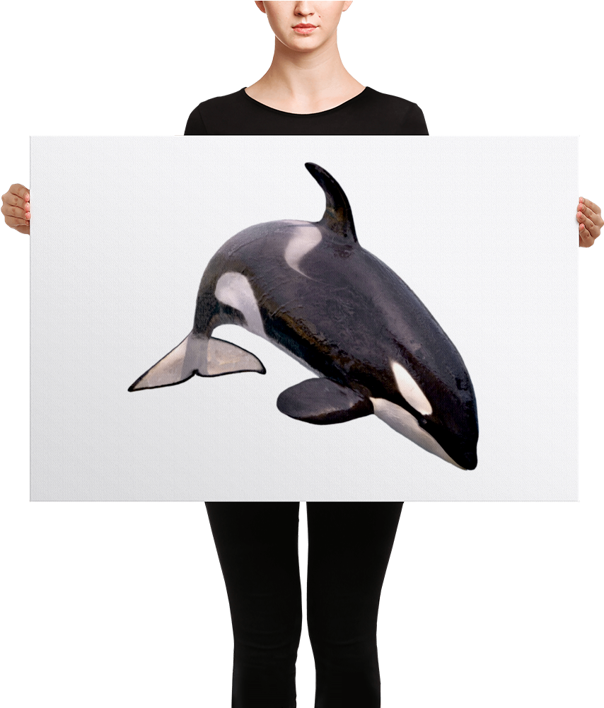 Killer-whale Canvas - Killer Whales With White Backgrounds (1000x1000), Png Download