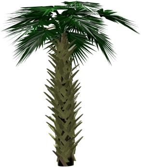 Made A Palm Tree For Game Asset - Pond Pine (960x540), Png Download