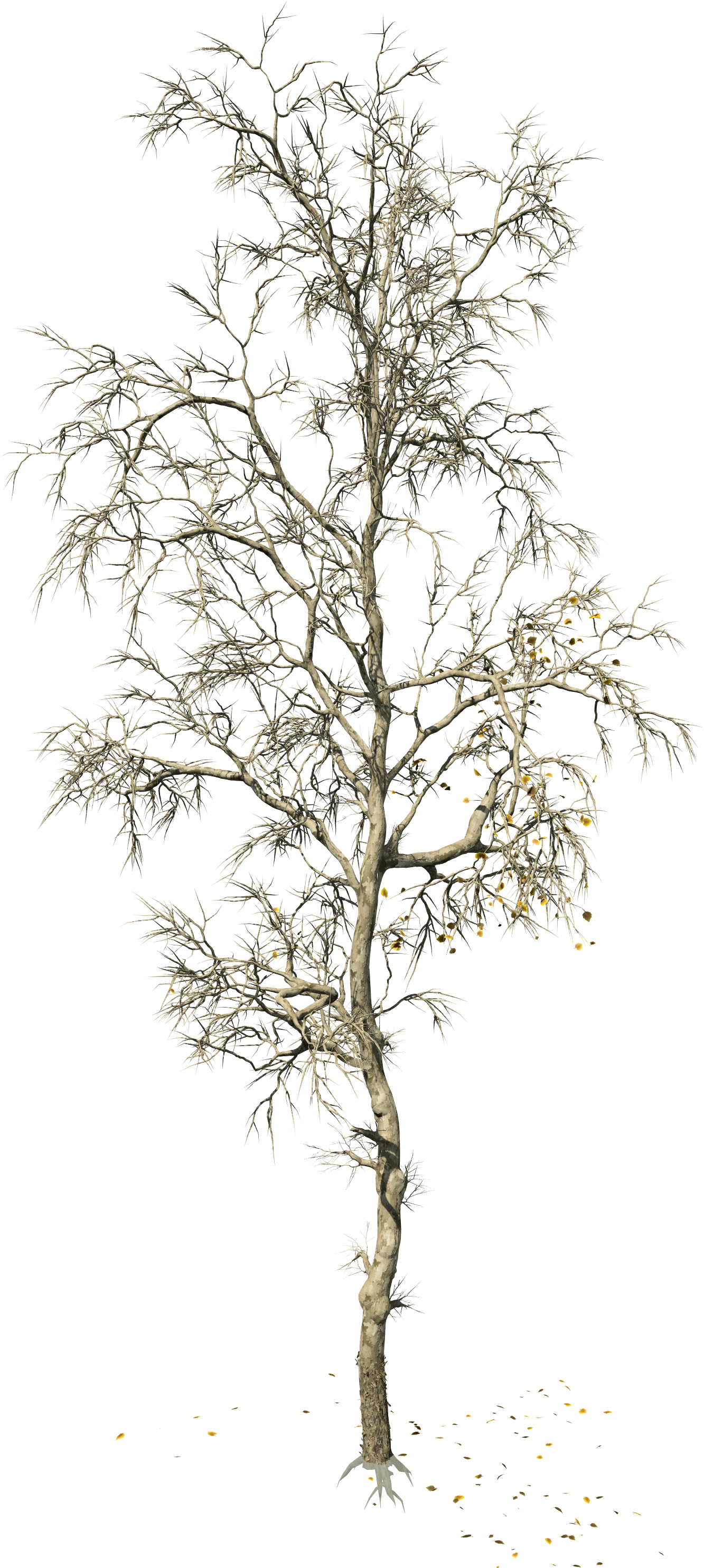 American Sycamore - - Forest (4050x3127), Png Download