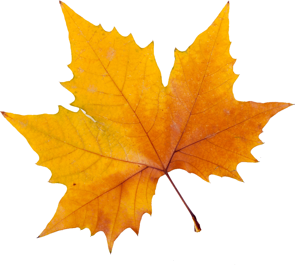 Sycamore Tree Leaf Png Full Size Png Download Seekpng