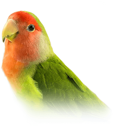 Lovebird - Lovebird Png (410x449), Png Download