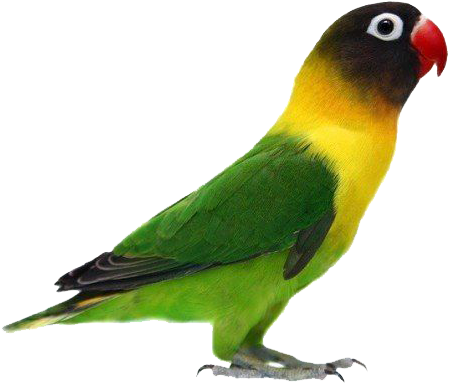 Gambar Burung Love Bird - Agapornis Verdes (534x474), Png Download