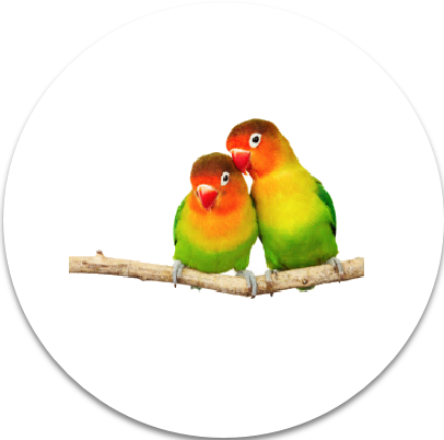Bird - Love Birds Png Hd (406x402), Png Download