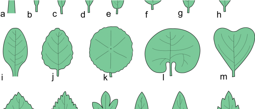 Types Of Leaves - Types Of Fruit Tree Leaves (832x350), Png Download