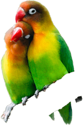 All Categories - Everything You Should Know About Lovebirds [book] (286x428), Png Download