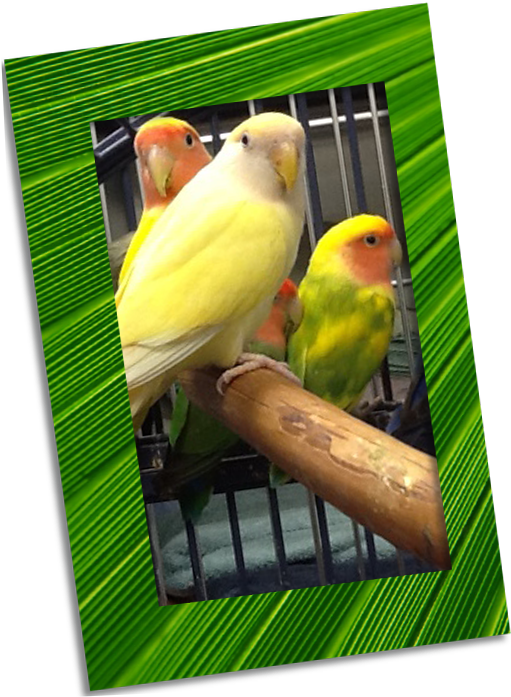 Parrot (542x718), Png Download