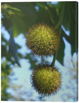 Spear Thistle (400x400), Png Download