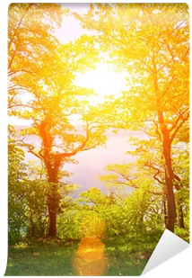 Sun Forest With Lense Flare - Lens Flare (400x400), Png Download