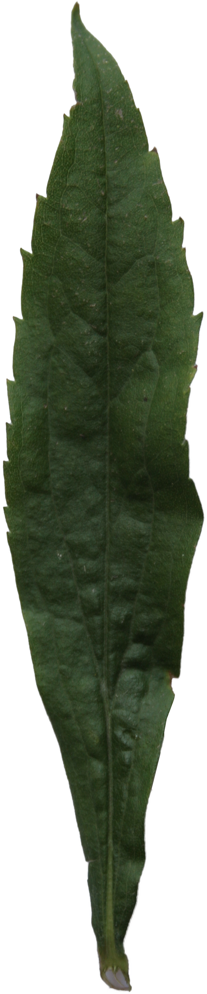 2d Leaves - Fern (2304x3456), Png Download