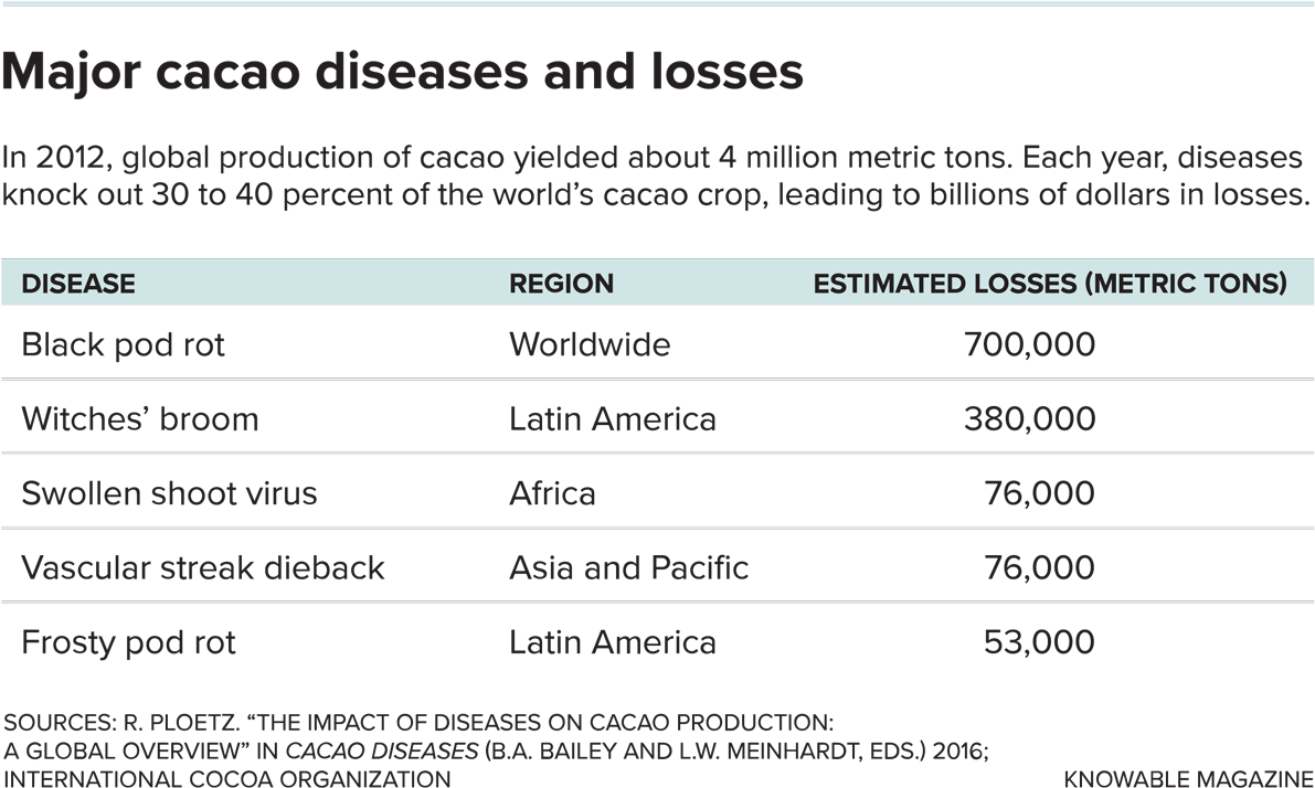 Other Scientists Are Looking To The Wild As A Source - Black Pod Disease (1200x722), Png Download