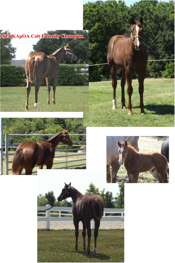 Tim And Gretchen Jackson , 3rd At The Worlds 2014 Ky - Sorrel (564x845), Png Download