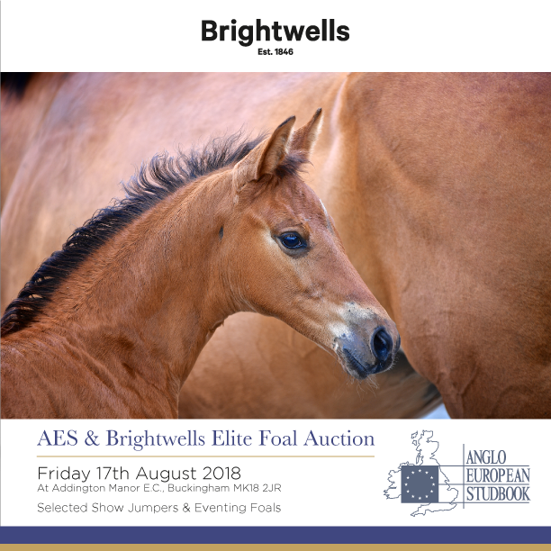 Aes & Brightwells Elite Foal Auction 2018 Catalogue - Top Gun (612x612), Png Download