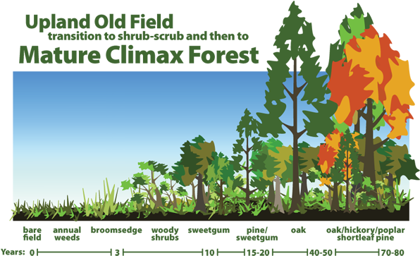 Forest Succession - Succession Of A Forest (600x370), Png Download