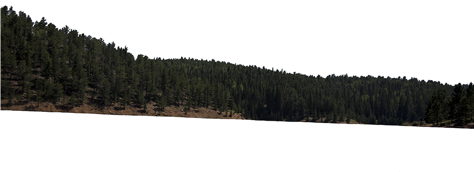 Shortleaf Black Spruce (967x592), Png Download